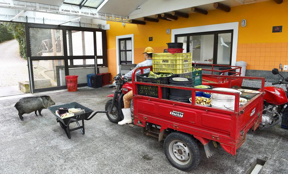 Parceria entre IAT e Ceasa-PR encaminha cerca de 29 toneladas de frutas, verduras e legumes para o Criadouro Onça Pintada, em Campina Grande do Sul