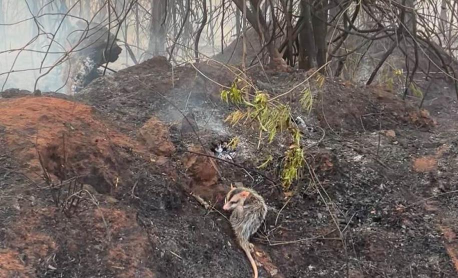 IAT preparou um guia orientativo para ajudar a população a agir com a fauna silvestre vitimada pelos focos de incêndio