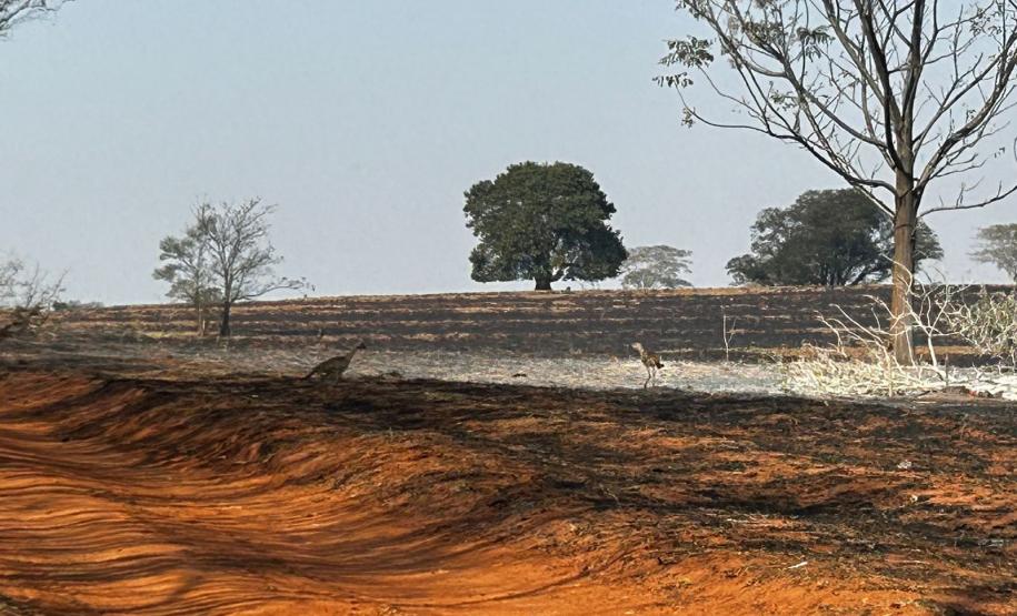 Fogo atingiu uma parte pequena do Parque Estadual de Vila Velha, em Ponta Grossa