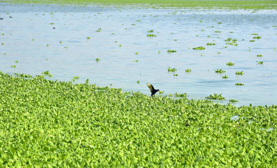 Paraná é o Estado mais sustentável do Brasil, aponta Ranking de Competitividade.