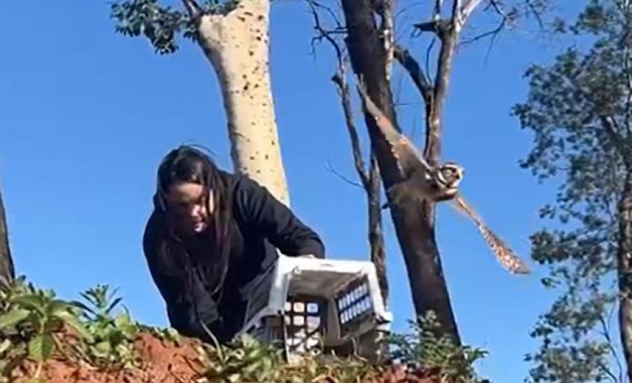 Após cuidados veterinários, IAT devolve coruja-buraqueira à natureza em Foz do Iguaçu