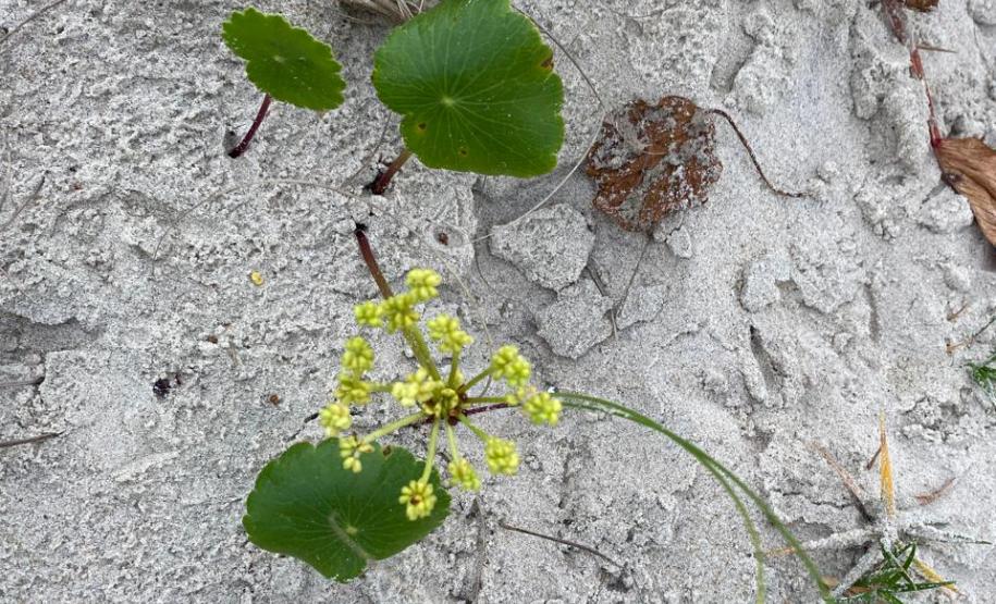 Recuperação da restinga na orla de Matinhos ajuda a manter biodiversidade do ecossistema
