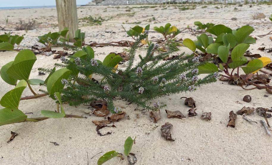 Recuperação da restinga na orla de Matinhos ajuda a manter biodiversidade do ecossistema