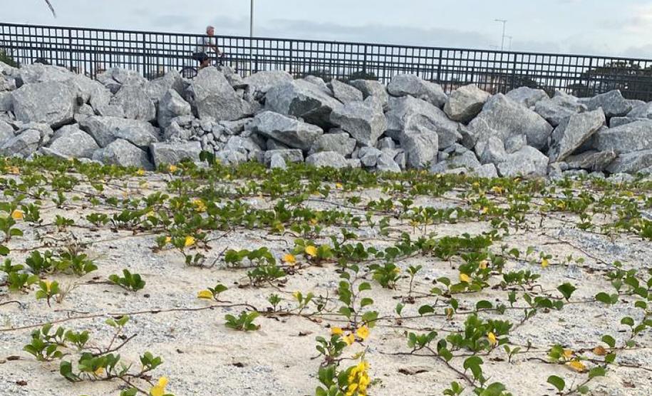 Recuperação da restinga na orla de Matinhos ajuda a manter biodiversidade do ecossistema
