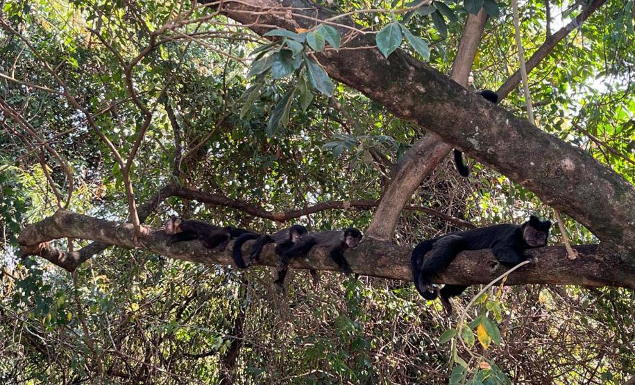 IAT cria metodologia para reestabelecer fauna em área incendiada mês passado