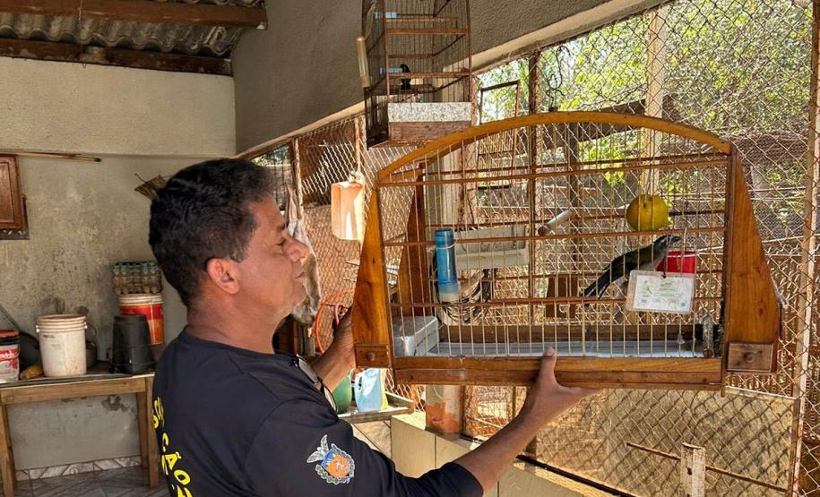 Técnicos do IAT aprenderam 15 aves em criadouros irregulares no Noroeste do Paraná