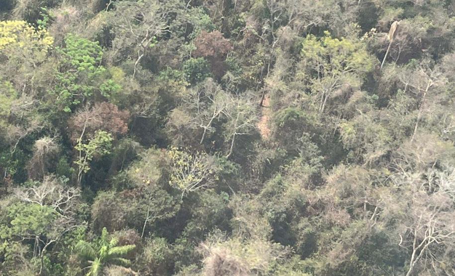 IAT cria metodologia para reestabelecer fauna em área incendiada mês passado