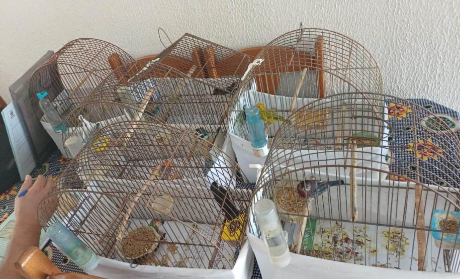 Técnicos do IAT aprenderam 15 aves em criadouros irregulares no Noroeste do Paraná