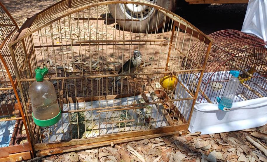 Técnicos do IAT aprenderam 15 aves em criadouros irregulares no Noroeste do Paraná