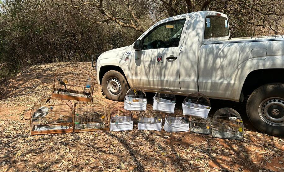 Técnicos do IAT aprenderam 15 aves em criadouros irregulares no Noroeste do Paraná
