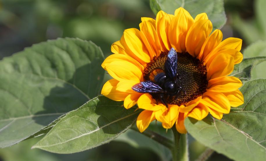 Simepar prevê primavera quente e com chuva abaixo da média histórica no Paraná