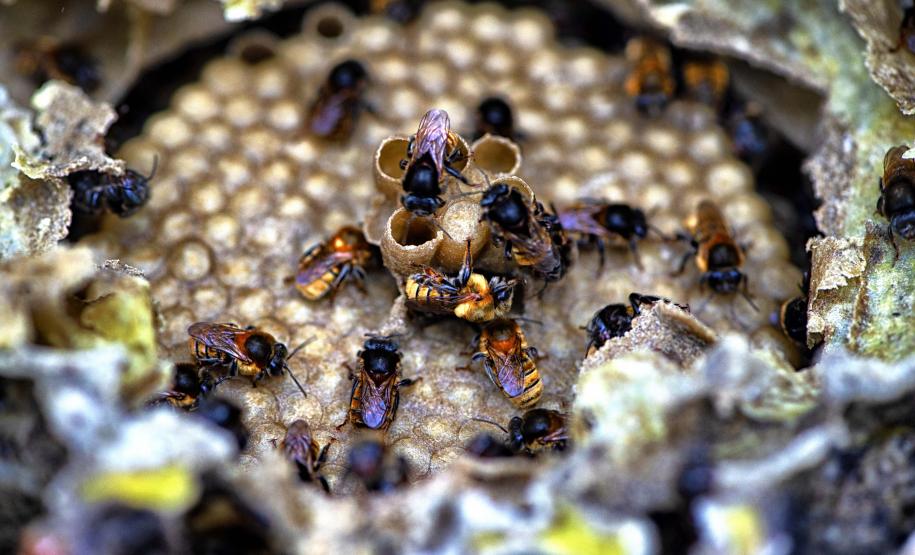 Poliniza Paraná: Sedest promove curso de manejo de abelhas sem ferrão na Ilha do Mel