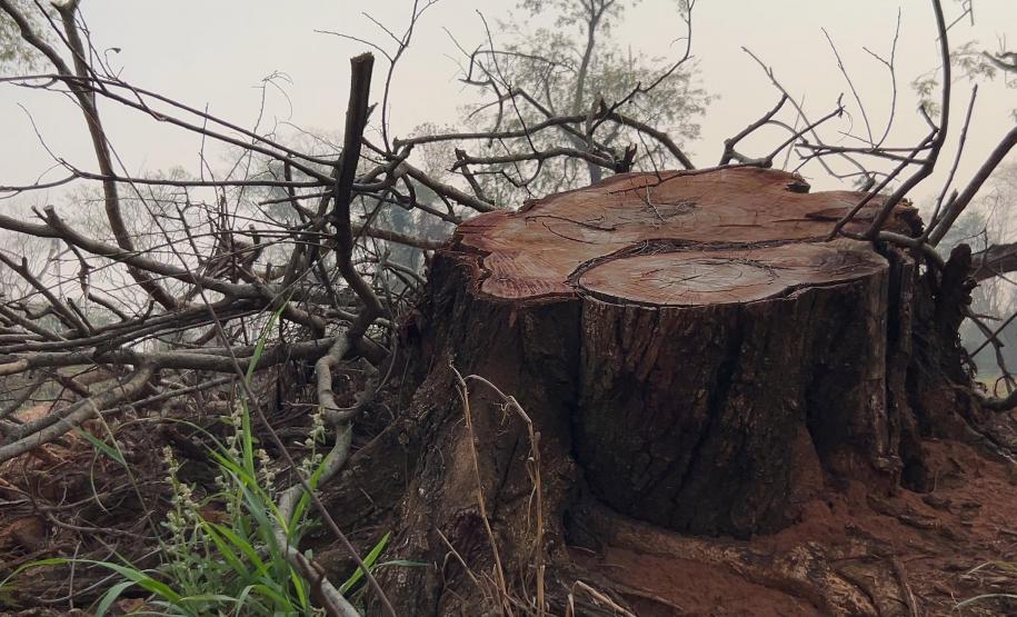Fiscalização do IAT resultou em mais de R$ 400 mil em multas por desmatamento ilegal em Alto Paraíso