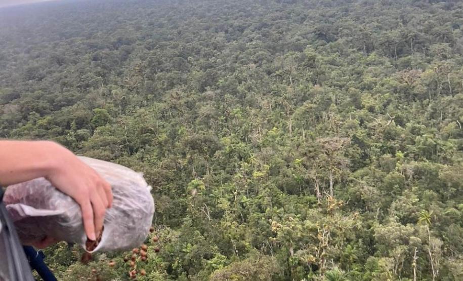 Ação de regeneração ambiental promovida pelo IAT no Litoral contou com a dispersão de 50 mil sementes de Palmeira Jussara