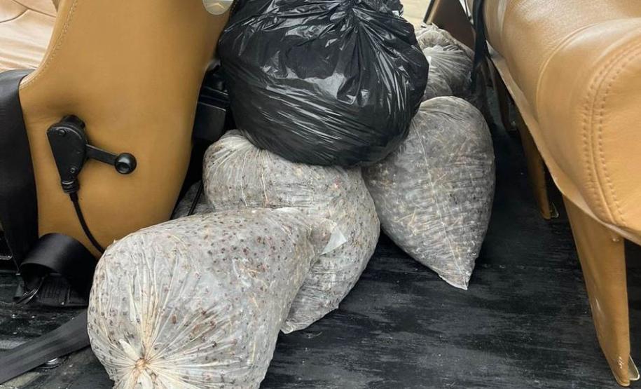 Ação de regeneração ambiental promovida pelo IAT no Litoral contou com a dispersão de 50 mil sementes de Palmeira Jussara