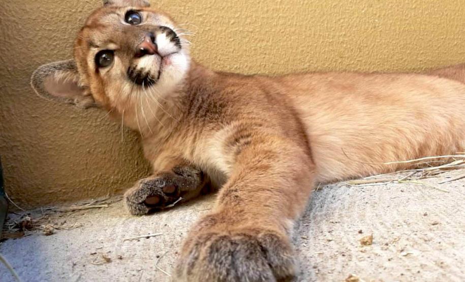 Onça-parda resgatada pelo IAT de um galinheiro na zona rural de Umuarama retornou nesta quinta-feira (26) ao habitat