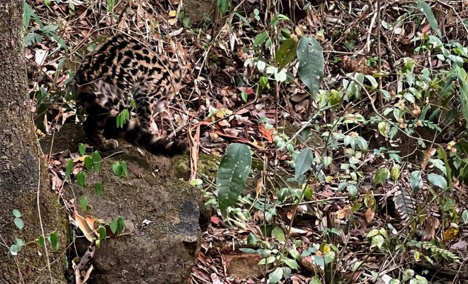 Gato-maracajá passou dez meses de treinamento e reabilitação antes de ser devolvido à natureza pelo IAT.