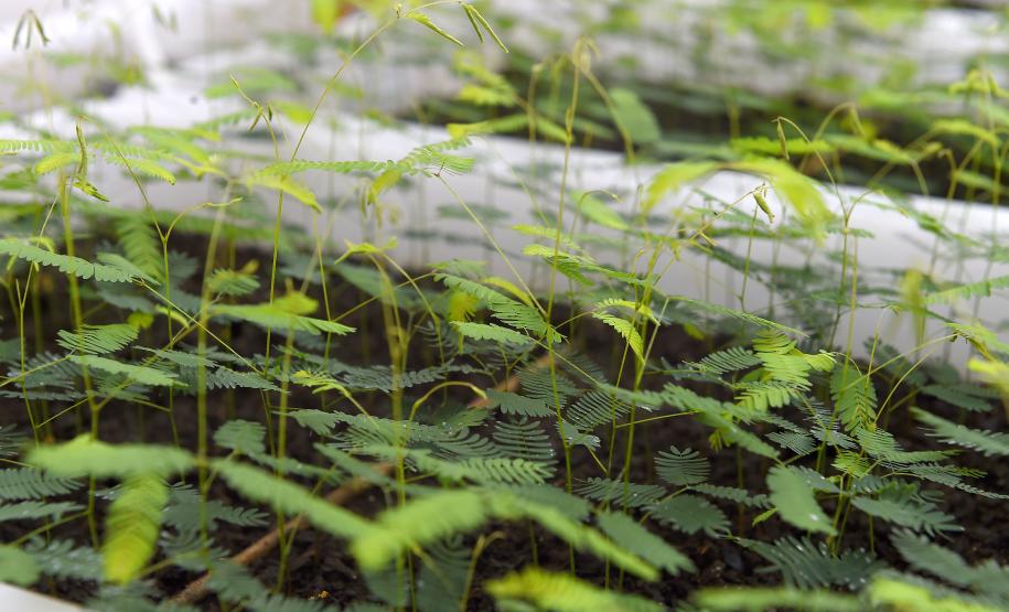 Semana da árvore: Estado alcançará 10 milhões de mudas distribuídas desde 2019