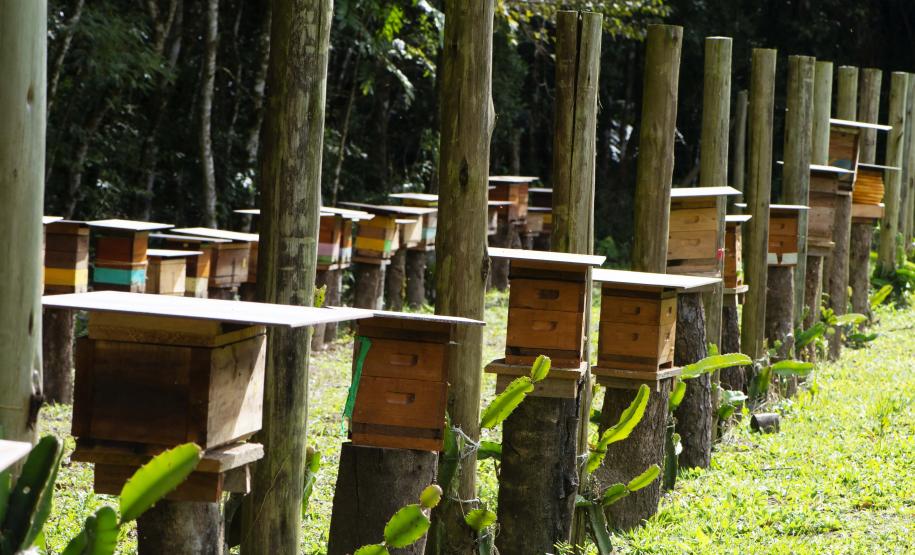 Poliniza Paraná: Sedest promove curso de manejo de abelhas sem ferrão na Ilha do Mel