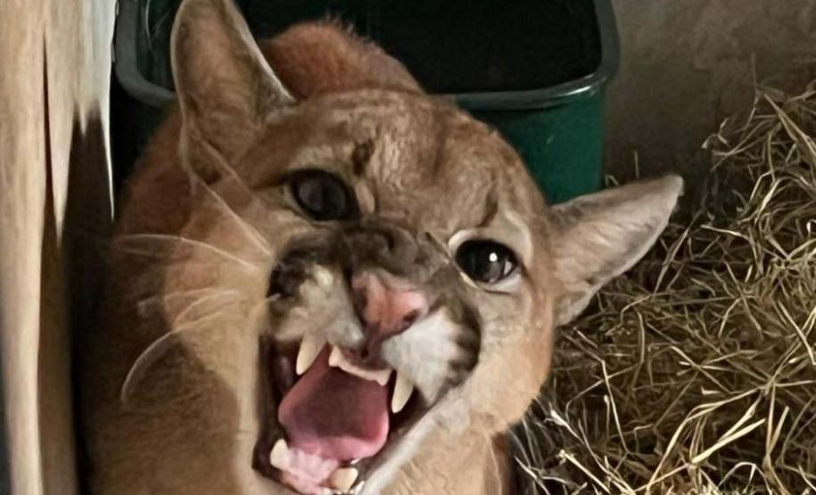 IAT resgata filhote de onça-parda preso em árvore de 20 metros no Oeste do Paraná