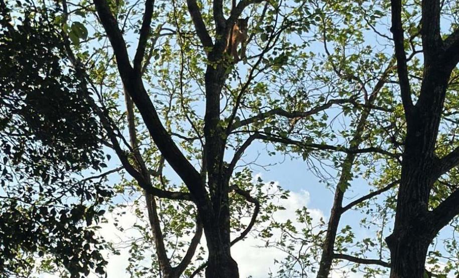 IAT resgata filhote de onça-parda preso em árvore de 20 metros no Oeste do Paraná