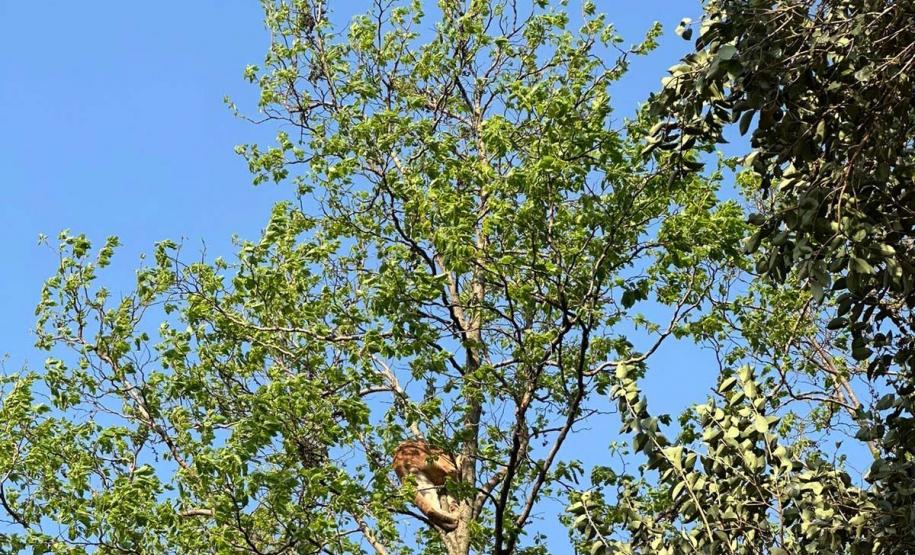 IAT resgata filhote de onça-parda preso em árvore de 20 metros no Oeste do Paraná