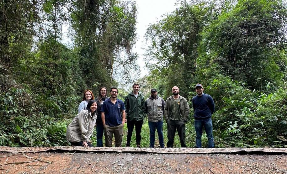 IAT resgata filhote de onça-parda preso em árvore de 20 metros no Oeste do Paraná