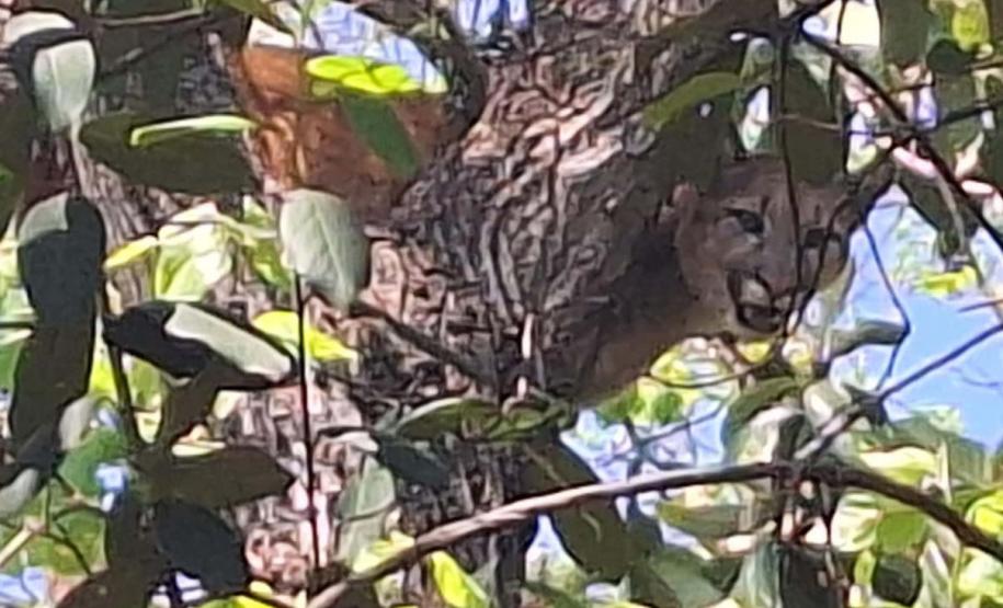 IAT resgata filhote de onça-parda preso em árvore de 20 metros no Oeste do Paraná