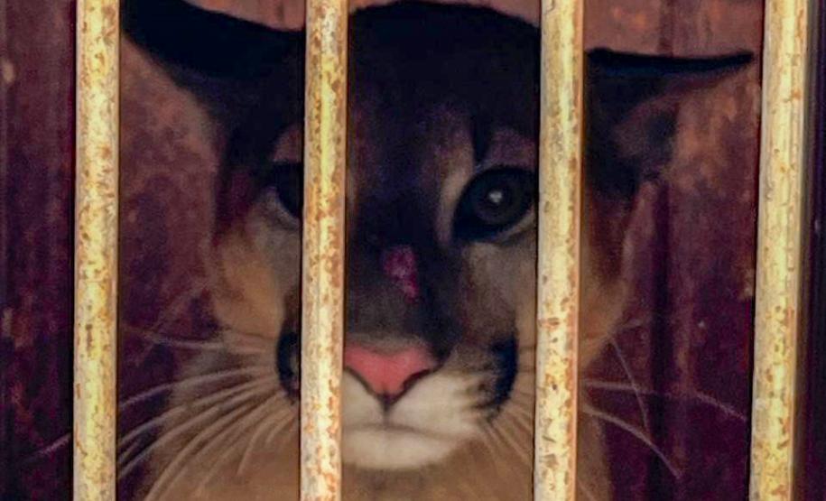 Onça-parda resgatada pelo IAT de um galinheiro na zona rural de Umuarama retornou nesta quinta-feira (26) ao habitat