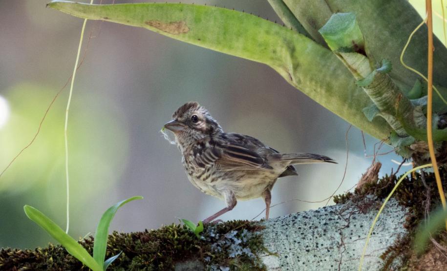 Ação científica de observação de aves vai ocorrer em 9 Unidades de Conservação do Paraná