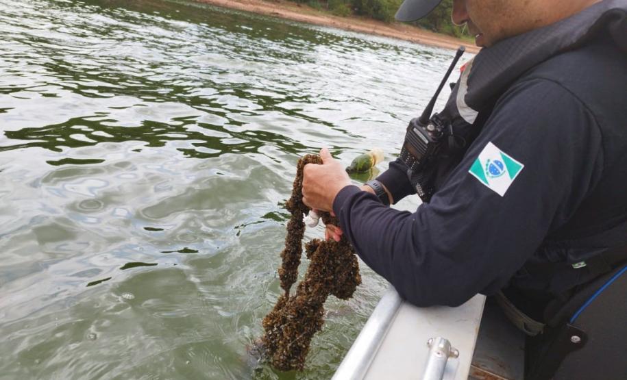 IAT proíbe pesca em quatro Bacias Hidrográficas do Paraná para preservar fauna