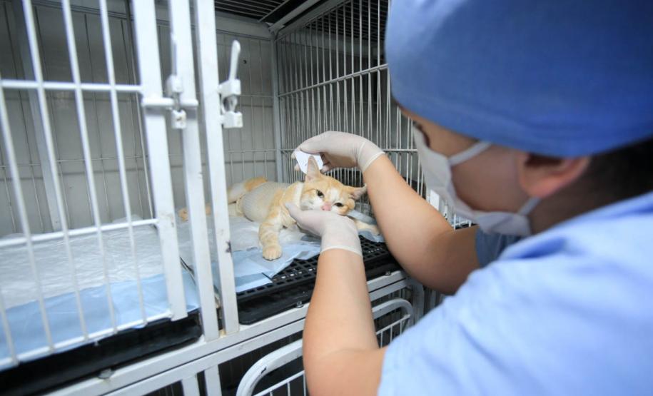 Programa Castrapet Paraná será retomado em novembro com o atendimento de mais de 35 mil animais, entre cães e gatos