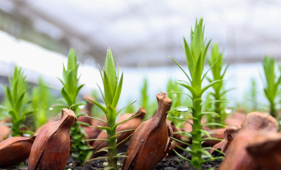 Servidores do escritório regional do IAT de Curitiba durante plantio de mudas no viveiro de São José dos Pinhais