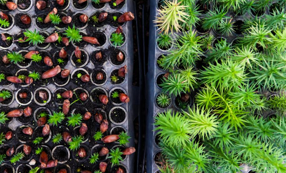 Servidores do escritório regional do IAT de Curitiba durante plantio de mudas no viveiro de São José dos Pinhais