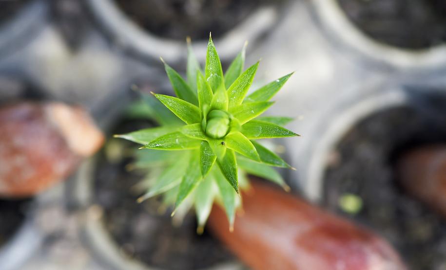 Semana da árvore: Estado alcançará 10 milhões de mudas distribuídas desde 2019