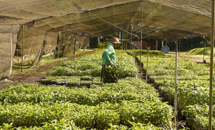 Semana da árvore: Estado alcançará 10 milhões de mudas distribuídas desde 2019