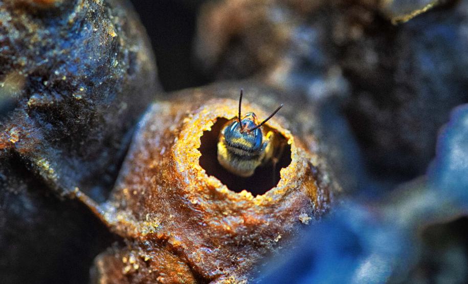 Abelha Guaraipo: tamanho médio de 9 milímetros.