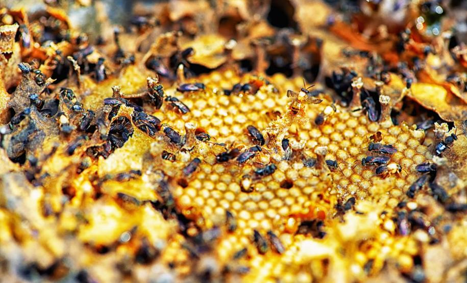 Abelha Iraí: espécie ótima para a meliponicultura.