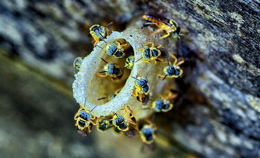 Abelha Jataí: espécie bastante popular, encontrada em todo o País.
