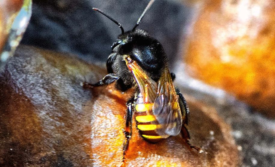 Abelha Mandaçaia: ameaçada de extinção, espécie pode chegar a medir 11 milímetros.