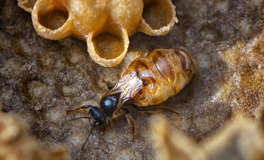 Abelha Manduri: única espécie do gênero Melipona.