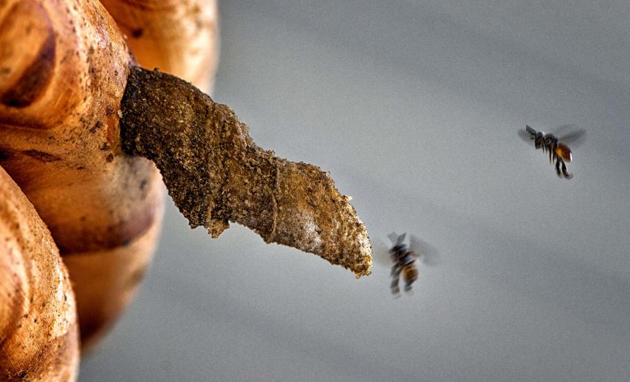 Abelha Mirim: abelhas mais mansas e sociais.