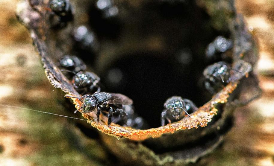 Abelha Tubuna: bastante defensiva, conhecida por proteger seu território de invasores.