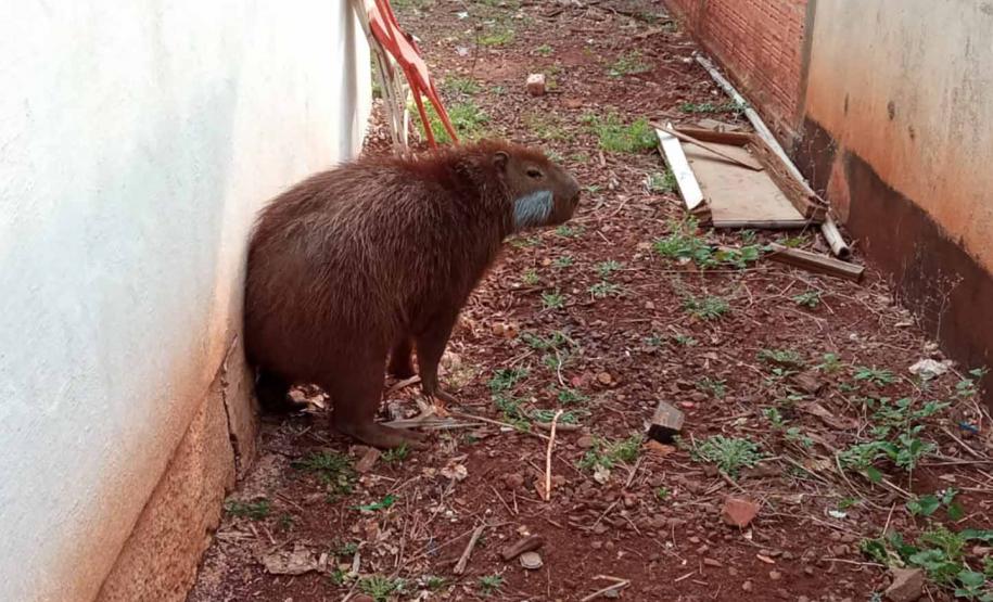 Após passar por tratamento veterinário, capivara voltou para a natureza nesta quarta-feira (9)