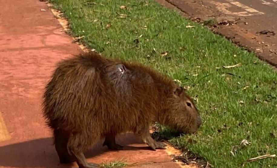 Instituto Água e Terra devolve capivara e gato-mourisco à natureza