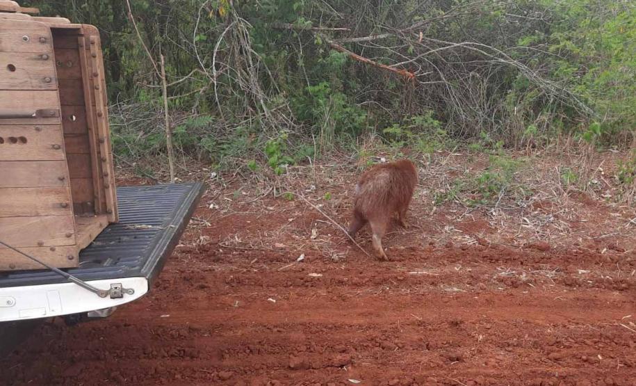 Após passar por tratamento veterinário, capivara voltou para a natureza nesta quarta-feira (9)