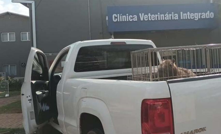 Instituto Água e Terra devolve capivara e gato-mourisco à natureza