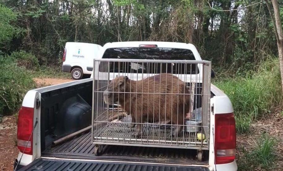 Instituto Água e Terra devolve capivara e gato-mourisco à natureza