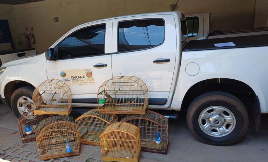 Técnicos do IAT resgataram oito aves silvestres de um cativeiro em Umuamara, no Noroeste do Paraná
