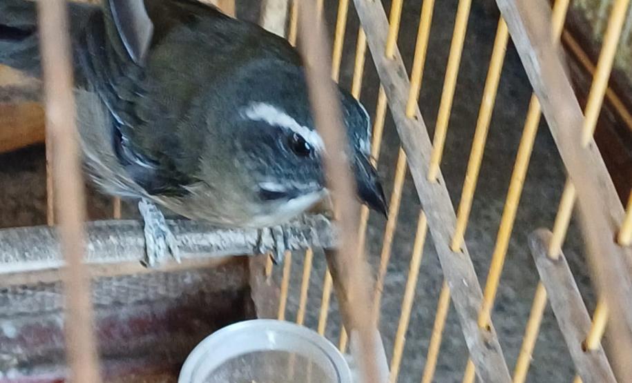 Técnicos do IAT resgataram oito aves silvestres de um cativeiro em Umuamara, no Noroeste do Paraná